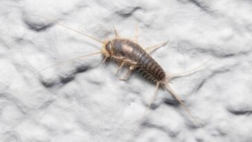 Esse bichinho silencioso está destruindo livros e roupas sem ninguém notar