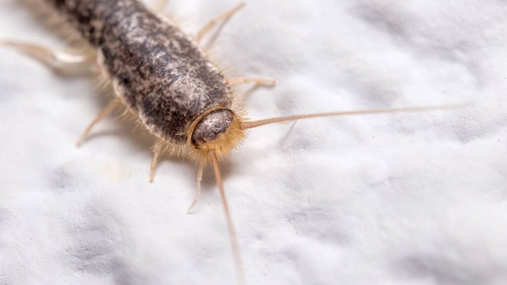 Esse bichinho silencioso está destruindo livros e roupas sem ninguém notar