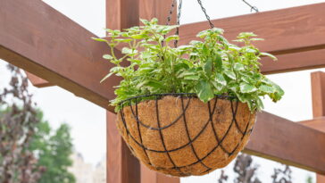 Como cuidar da planta do dinheiro e deixá-la forte e cheia de folhas