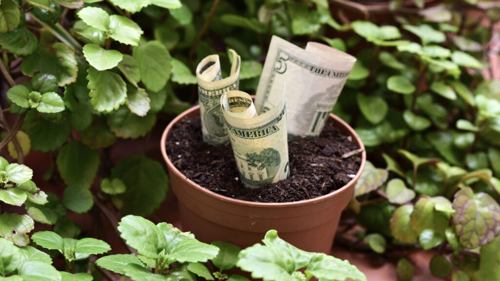 Como cuidar da planta do dinheiro e deixá-la forte e cheia de folhas
