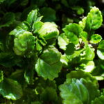 3 plantas que simbolizam fortuna e embelezam qualquer ambiente