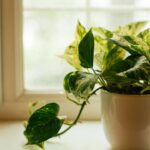 A melhor planta para ter dentro de casa segundo especialistas em decoração