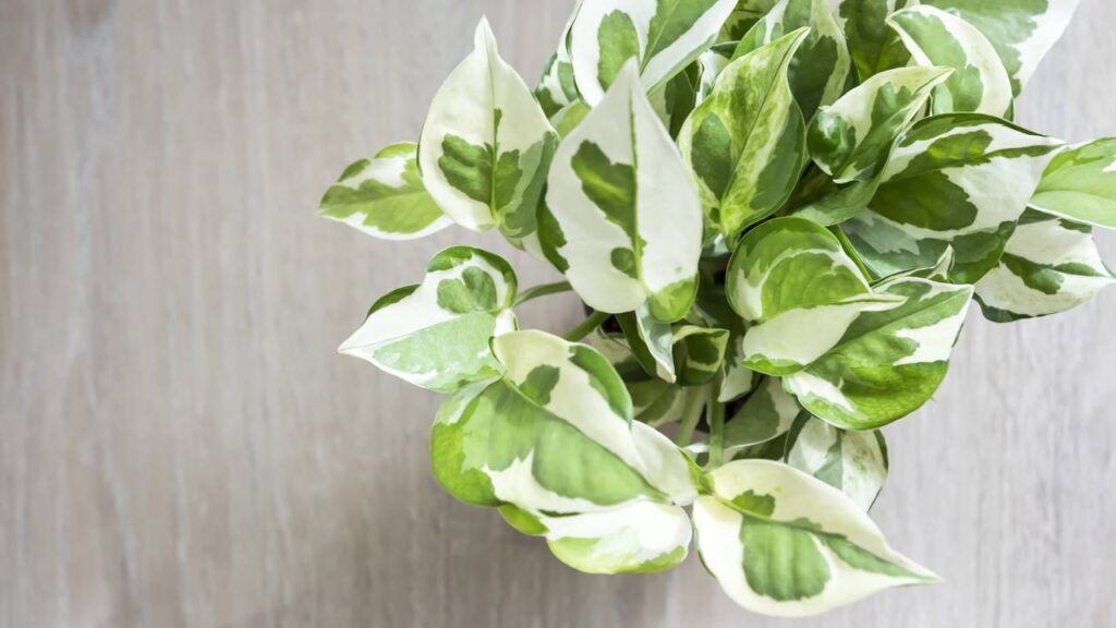 A melhor planta para ter dentro de casa segundo especialistas em decoração