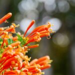 O segredo dos jardins tropicais escondidos pode estar nesta planta