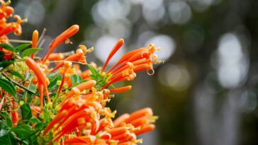 O segredo dos jardins tropicais escondidos pode estar nesta planta