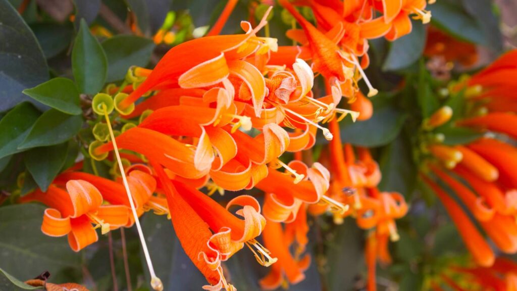 O segredo dos jardins tropicais escondidos pode estar nesta planta