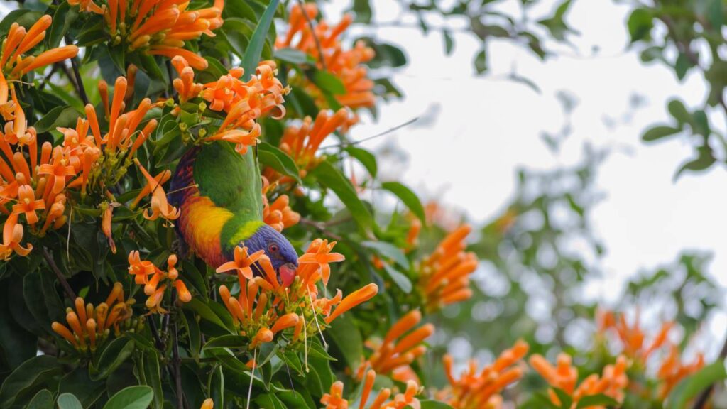 O segredo dos jardins tropicais escondidos pode estar nesta planta