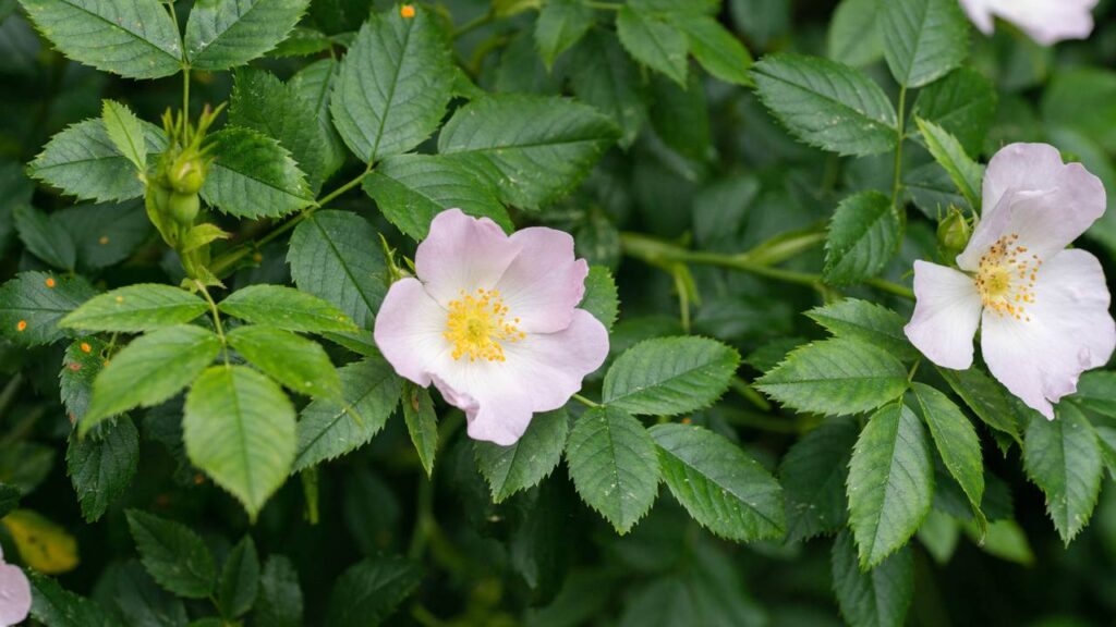 A rosa mais resistente e perfumada para quem quer jardim bonito o ano todo