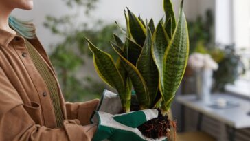 Essa dica viral com vinagre promete salvar plantas mas exige cuidado