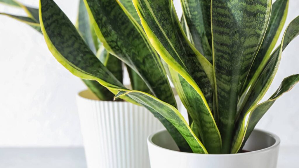 Essa dica viral com vinagre promete salvar plantas mas exige cuidado