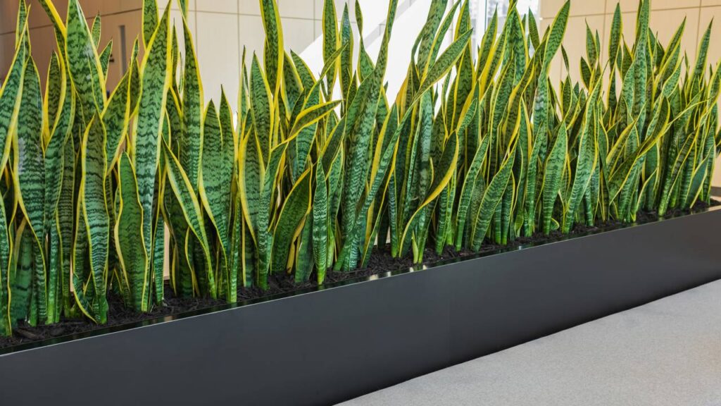 Essa dica viral com vinagre promete salvar plantas mas exige cuidado