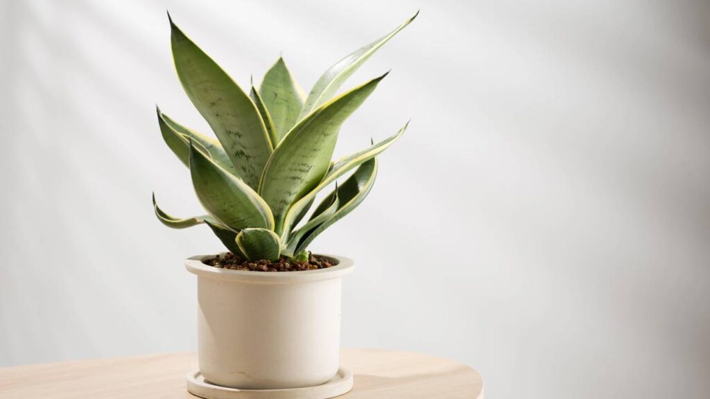 Se você dorme mal, talvez só esteja faltando essa planta no seu quarto