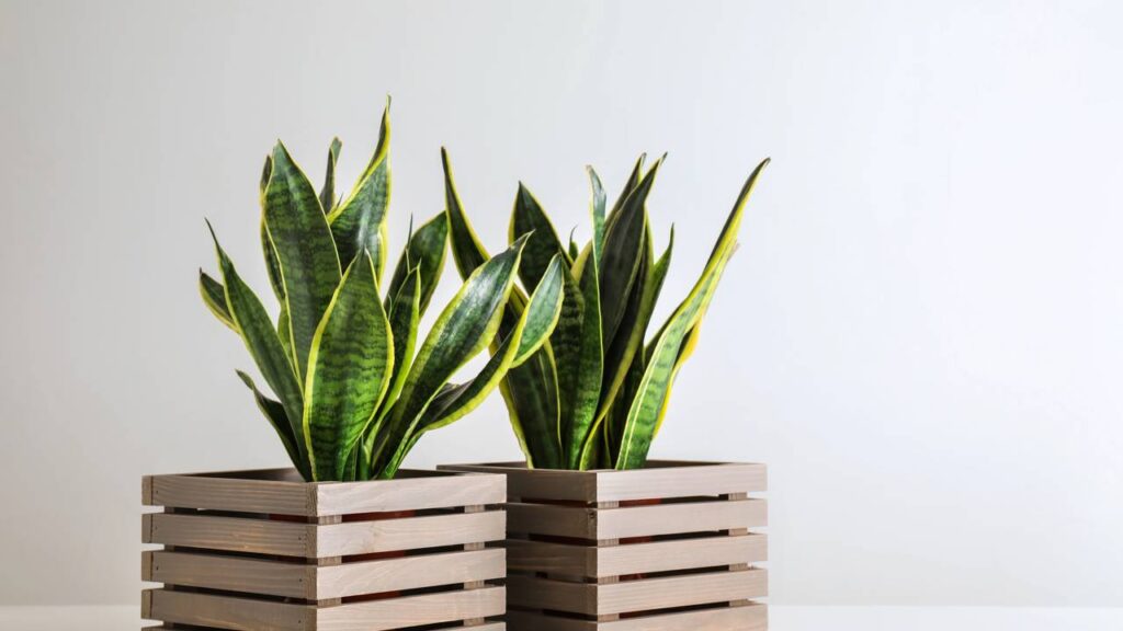 Se você dorme mal, talvez só esteja faltando essa planta no seu quarto