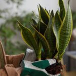 Transformei esse cantinho com a planta mais prática e poderosa do Brasil, veja como cuidar da sua