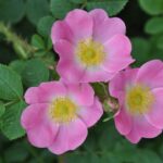 A rosa mais resistente e perfumada para quem quer jardim bonito o ano todo