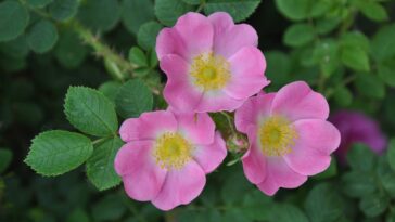 A rosa mais resistente e perfumada para quem quer jardim bonito o ano todo