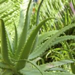 Pontas vermelhas no aloe vera viraram alerta para jardineiros experientes
