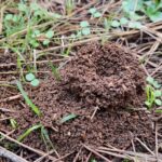 Como livrei meu jardim das formigas usando apenas essas soluções caseiras