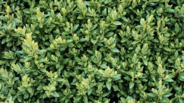 Arbusto que cresce rápido e oferece privacidade com pouco cuidado