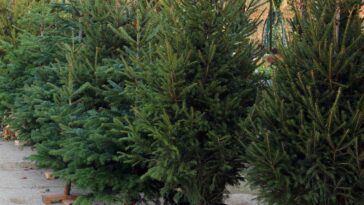 Essa árvore virou tendência entre quem cultiva plantas em apartamento