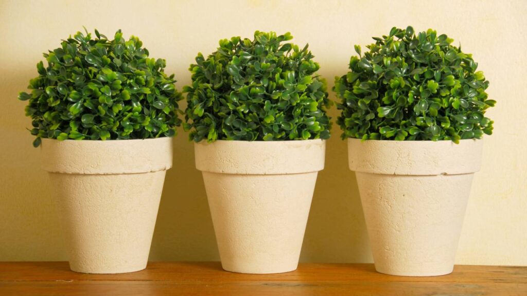 Essa árvore virou tendência entre quem cultiva plantas em apartamento