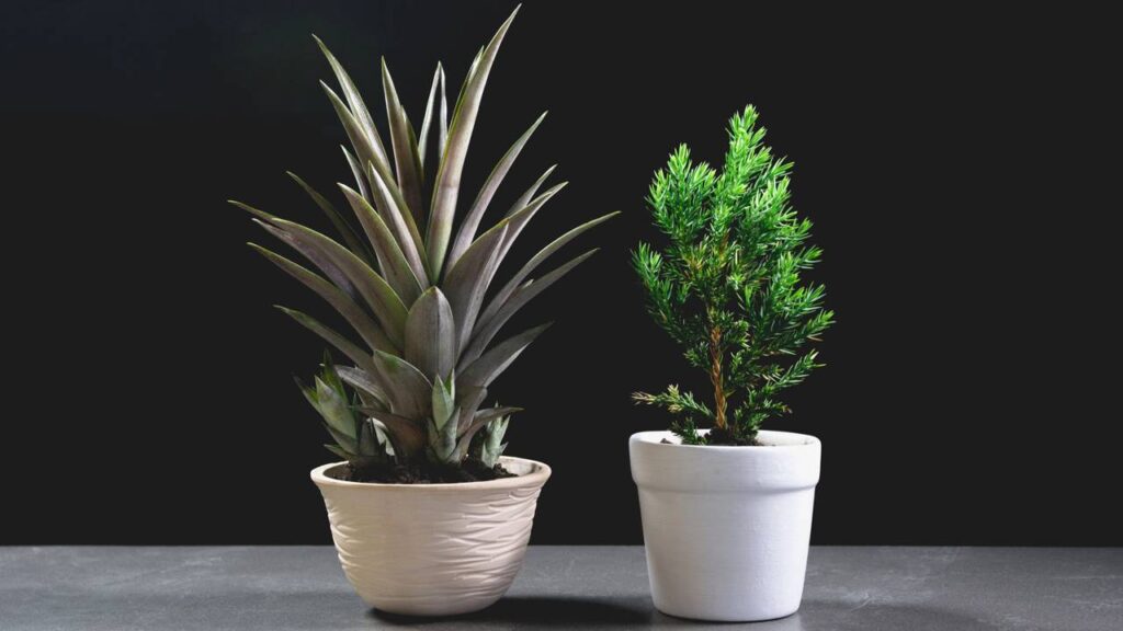 Essa árvore virou tendência entre quem cultiva plantas em apartamento