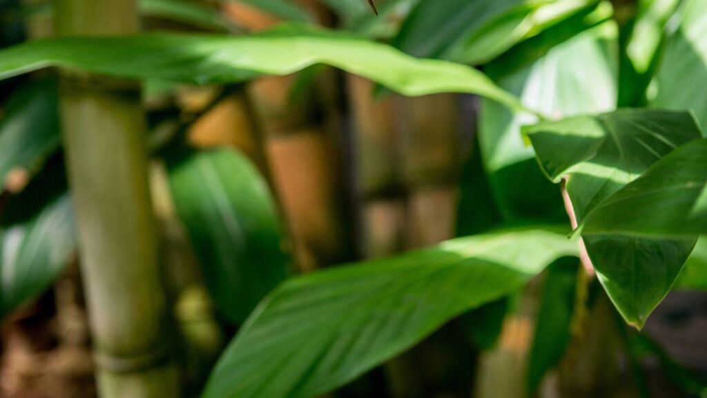 A planta queridinha dos gatos que pouca gente cultiva em casa