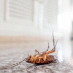Aprenda o truque que vai expulsar as baratas da sua casa sem precisar de venenos poderosos / Créditos: depositphotos.com / anankkml