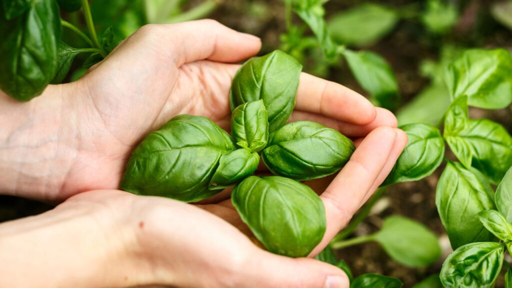 Como plantar manjericão em casa de forma prática e sem segredos
