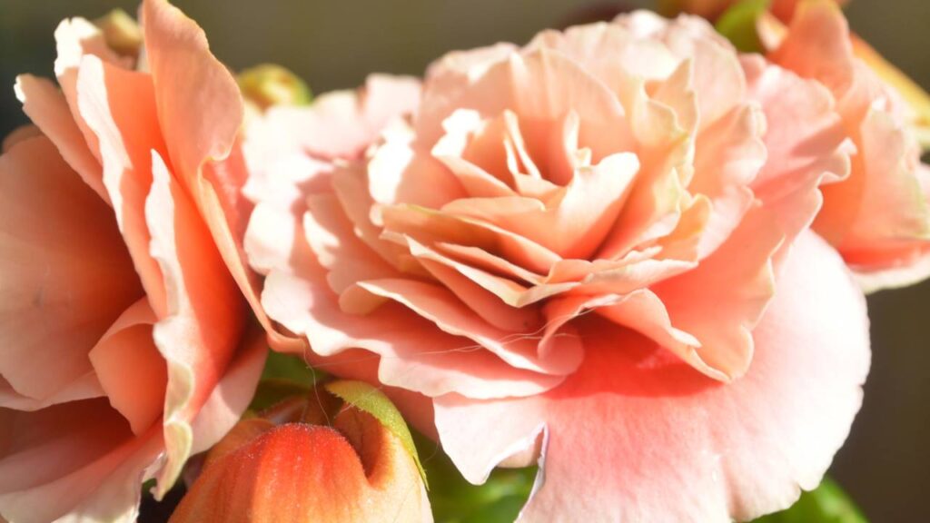 Coloquei essas plantas dentro de casa e o ambiente nunca mais foi o mesmo