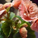 As melhores flores para plantar na primavera com pouca manutenção segundo um jardineiro