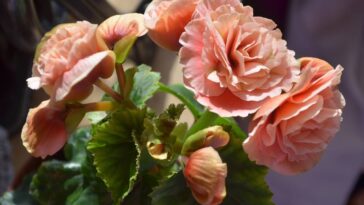 As melhores flores para plantar na primavera com pouca manutenção segundo um jardineiro