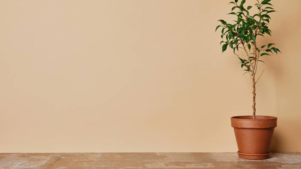 A cor tendência que está dominando as paredes em vez do branco