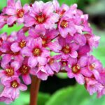 A planta que sobrevive ao frio e ainda floresce no inverno