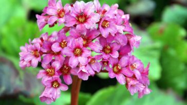 A planta que sobrevive ao frio e ainda floresce no inverno
