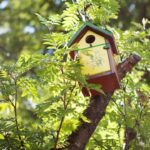 Como fazer pardais visitarem seu jardim diariamente com um simples item natural