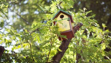 Como fazer pardais visitarem seu jardim diariamente com um simples item natural