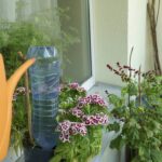 Adeus aos irrigadores, conheça o truque que manterá suas plantas úmidas por dias