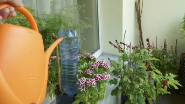 Adeus aos irrigadores, conheça o truque que manterá suas plantas úmidas por dias