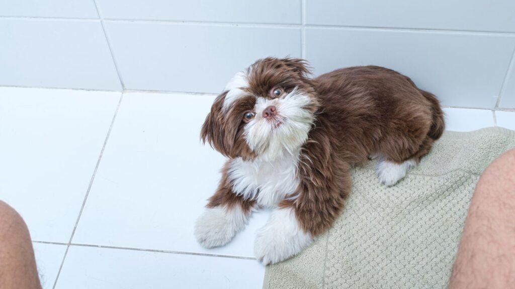 Quando um cão segue o dono por todos os cômodos da casa, a cena pode parecer apenas um gesto de carinho - Créditos: depositphotos.com / luisricardofotografo