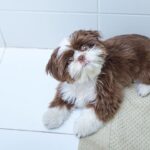 Quando um cão segue o dono por todos os cômodos da casa, a cena pode parecer apenas um gesto de carinho - Créditos: depositphotos.com / luisricardofotografo