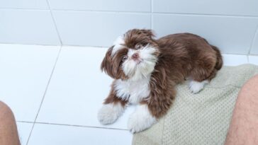 Quando um cão segue o dono por todos os cômodos da casa, a cena pode parecer apenas um gesto de carinho - Créditos: depositphotos.com / luisricardofotografo