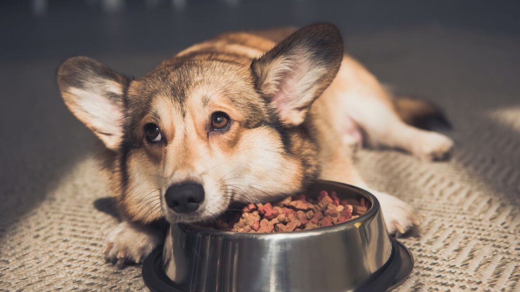Se o seu cão “sabe” a hora da comida, não é por acaso - Créditos: depositphotos.com / AllaSerebrina