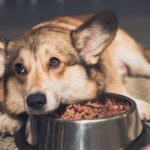 Se o seu cão “sabe” a hora da comida, não é por acaso - Créditos: depositphotos.com / AllaSerebrina