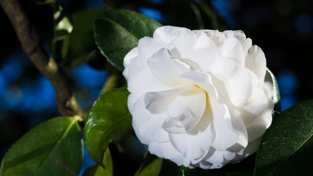 O toque branco no jardim que transforma qualquer cantinho da casa