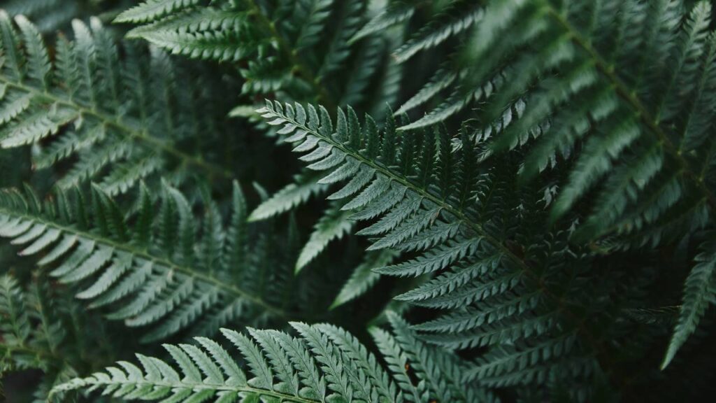 O que plantar para não ter um jardim infestado de carrapatos segundo especialistas