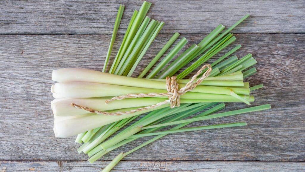 O que plantar para não ter um jardim infestado de carrapatos segundo especialistas