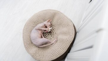 Essa caminha de crochê virou o cantinho favorito do meu gato