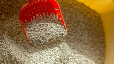 Por que seu gato está fazendo xixi no lugar errado e como reverter isso