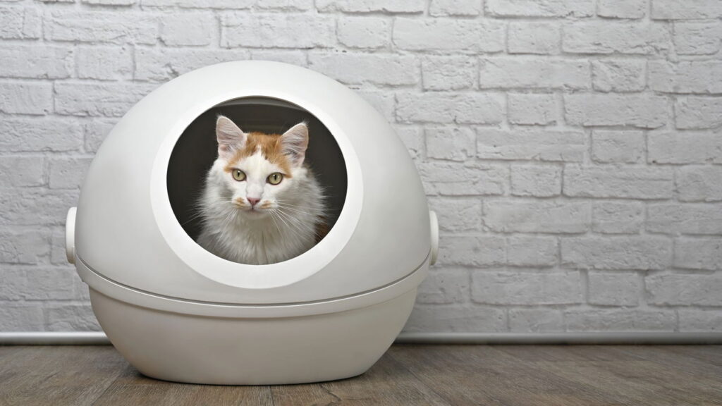 Por que seu gato está fazendo xixi no lugar errado e como reverter isso